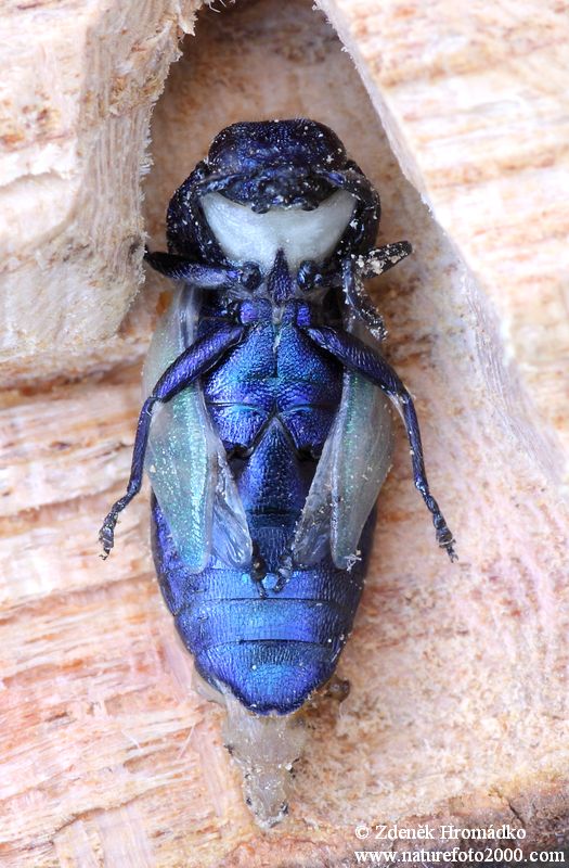 krasec třešňový, Anthaxia candens, Buprestidae (Brouci, Coleoptera)